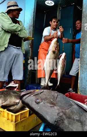 Mit einem Gewicht von Grouper Fisch - Hafen in PUERTO PIZARRO. Abteilung von Tumbes. Peru Stockfoto