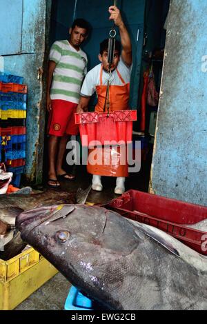 Mit einem Gewicht von Grouper Fisch - Hafen in PUERTO PIZARRO. Abteilung von Tumbes. Peru Stockfoto