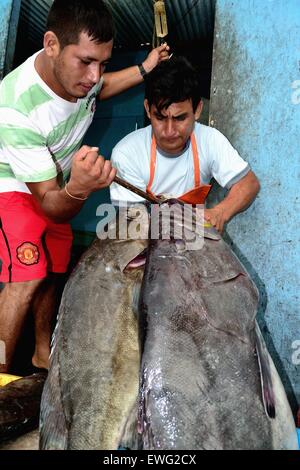 Mit einem Gewicht von Grouper Fisch - Hafen in PUERTO PIZARRO. Abteilung von Tumbes. Peru Stockfoto