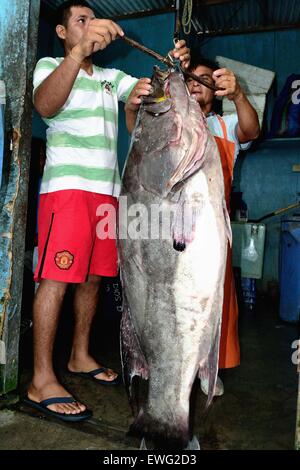 Mit einem Gewicht von Grouper Fisch - Hafen in PUERTO PIZARRO. Abteilung von Tumbes. Peru Stockfoto