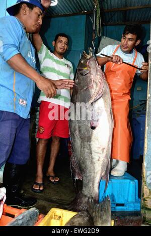 Mit einem Gewicht von Grouper Fisch - Hafen in PUERTO PIZARRO. Abteilung von Tumbes. Peru Stockfoto