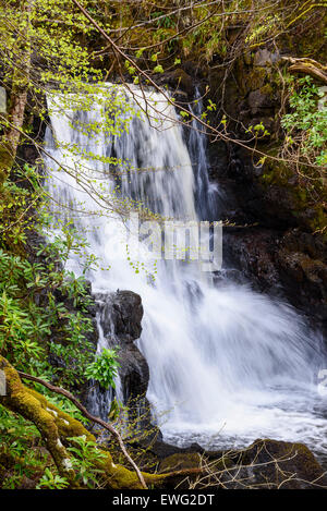 Unteren Wasserfälle, Wasserfall, Aros brennen, Aros Park in der Nähe von Tobermory, Isle of Mull, Hebriden, Argyll and Bute, Scotland Stockfoto