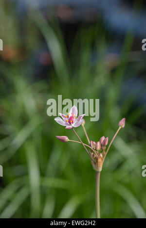 Butomus Umbellatus. Blühende Rush Stockfoto