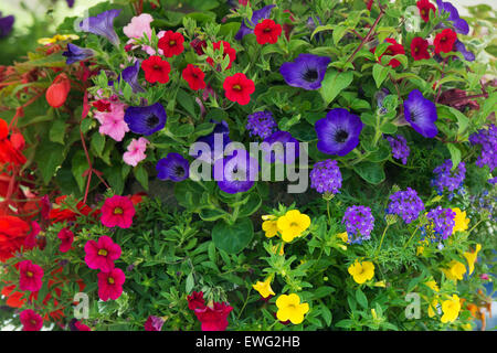 Calibrachoa. Petunia Million Bells-Blumen in einen hängenden Korb Stockfoto