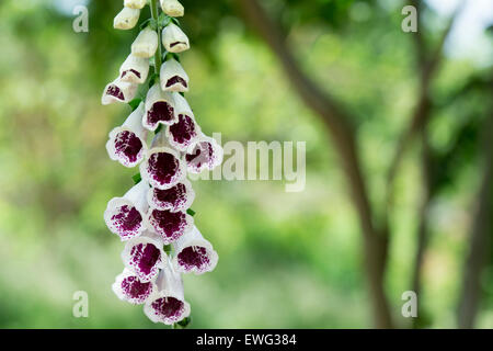 Digitalis purpurea 'Pam's Choice' syn. 'Elsie Kelsey". Fingerhut Pam's Choice Elsie Kelsey Stockfoto