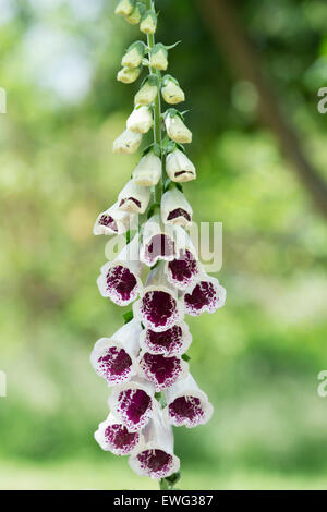 Digitalis purpurea 'Pam's Choice' syn. 'Elsie Kelsey". Fingerhut Pam's Choice Elsie Kelsey Stockfoto