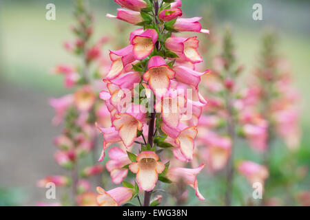 Digitalis Illumination Rosa. Hybrid-Fingerhut Stockfoto