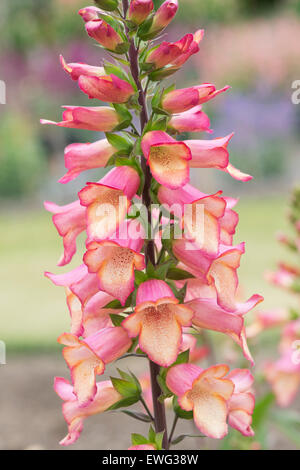 Digitalis Illumination Rosa. Hybrid-Fingerhut Stockfoto