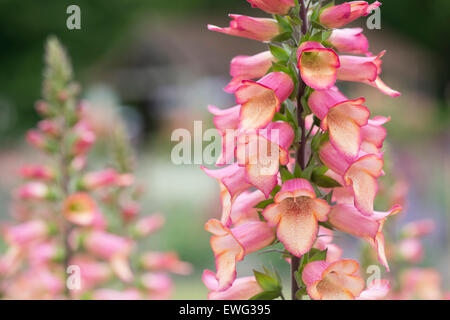 Digitalis Illumination Rosa. Hybrid-Fingerhut Stockfoto