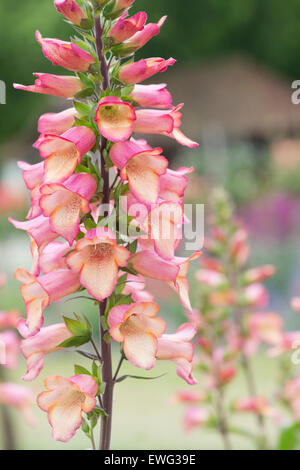 Digitalis Illumination Rosa. Hybrid-Fingerhut Stockfoto