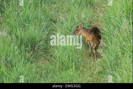 Reeves Muntjak (Muntiacus Reevesi) fotografiert Erwachsenen im Sommer. Stockfoto