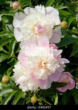 Zwei große Pfingstrosen von weißen und rosa Farben, vertikal orientierte Bild. Stockfoto