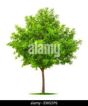 Schöner Baum mit frische lebendige grüne gedeihend auf reinen weißen Hintergrund isoliert Stockfoto