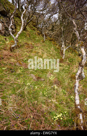 Primeln, Primula Vulgaris, im Gestrüpp Birke Wald, Wildblumen, Isle of Ulva, Hebriden, Argyll and Bute, Scotland Stockfoto