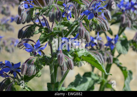 Borretsch, auch bekannt als Starflower. Blätter und Blüten können in Salaten und Getränken verwendet werden Stockfoto
