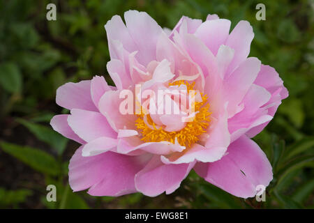 Pfingstrose-Nahaufnahme Stockfoto