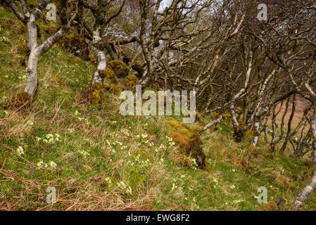 Primeln, Primula Vulgaris, im Gestrüpp Birke Wald, Wildblumen, Isle of Ulva, Hebriden, Argyll and Bute, Scotland Stockfoto