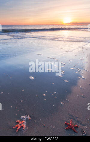 Starfish on the sandy beach Stockfoto
