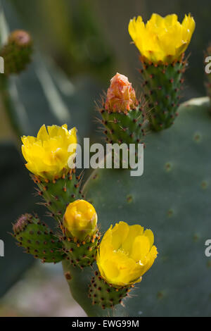 Gelbblume der Pflanze Opuntia Ficus-indica (L.). FICO d'India. Ficodindia. Sizilien. Italien. Europa. Stockfoto