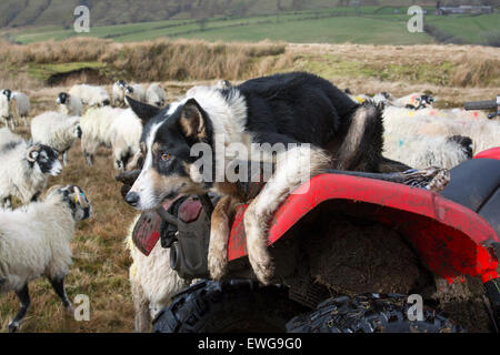 Border-Collie-Schäferhund saß auf Rückseite des Quad-Bike Schafe beobachten. Stockfoto