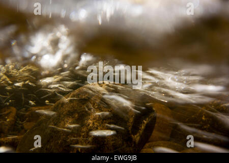 Unter der Oberfläche von einem schnell fließenden Fluss, voll von Luftblasen, das Wasser mit Sauerstoff. Cumbria, UK Stockfoto