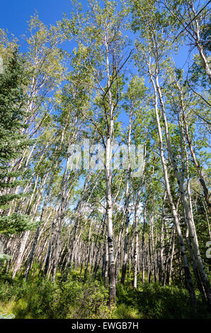 Birken und blauer Himmel in Jasper in Kanada Stockfoto