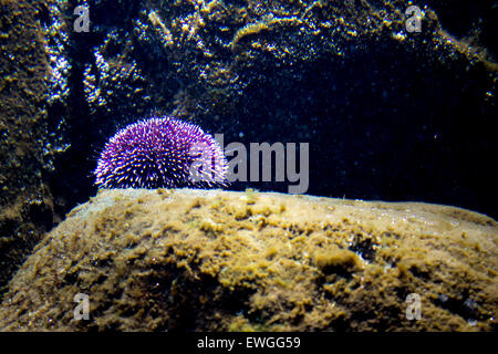 Violetten Seeigel auf dem Display an das Cretaquarium in der Nähe von Gournes, Crete. Stockfoto