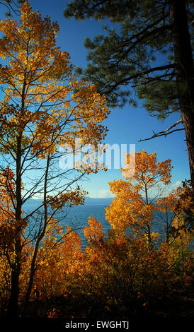 Herbstfarben im Zephyr Cove, Lake Tahoe Bereich (Nevada) Stockfoto