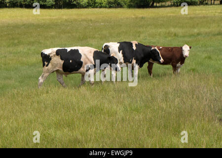 Drei Bullen auf der Weide. Stockfoto