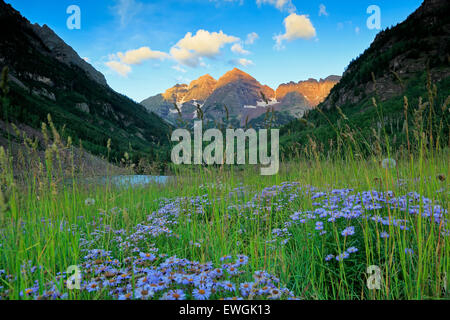 Maroon Bells und Wildblumen, White River National Forest, Aspen, Colorado USA Stockfoto