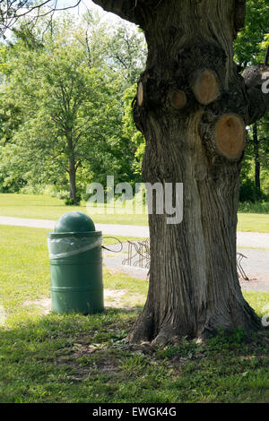 Mülleimer und Baum im Park. Stockfoto