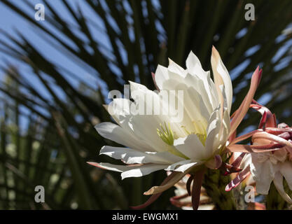 Rosa Easter Lily Cactus, Eachinopsis Oxygona, blühen im Frühling in der Wüste von Arizona Stockfoto