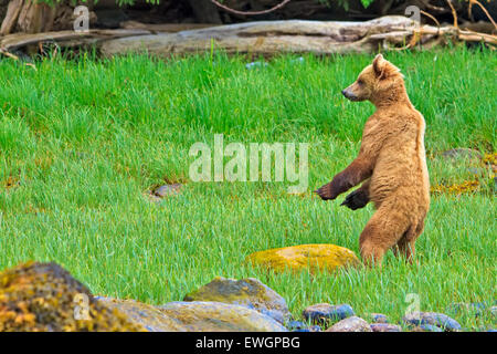 Coastal Grizzlybär (Ursus Arctos) stehend in eine grüne Oase, Überprüfung der Lage Festland in British Columbia, Kanada Stockfoto