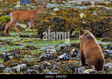 Coastal Grizzly Bear Cub mit Blick auf die vorbeifahrenden Hirsch, bei Ebbe auf dem Festland von British Columbia, Kanada Stockfoto