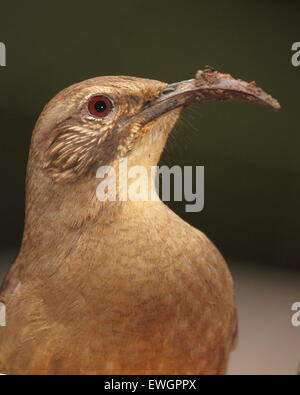 Ein Porträt von einem Kalifornien Thrasher mit Schlamm auf den Schnabel. Stockfoto