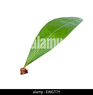 Pfirsich Blatt isoliert auf weißem Hintergrund Stockfoto