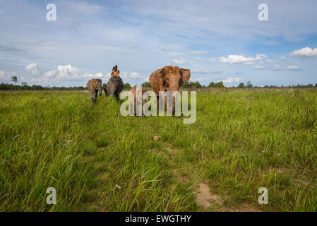 Herden von Sumatra-Elefanten (Elephas Maximus Sumatranus) auf Weg Missions-Nationalpark Grünland. Stockfoto