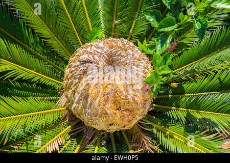 Mitte der Handfläche Cycas revoluta Stockfoto