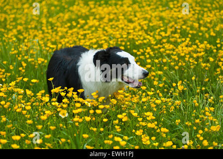 Border-Collie Hund in Butterblume Blumenfeld Stockfoto