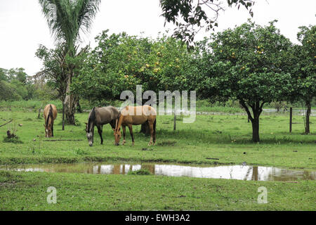 Pferde im Feld. Beni Region, Pampa de Yacuma, Bolivien. Stockfoto