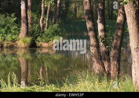 Belarus, Stadt Gomel Stockfoto