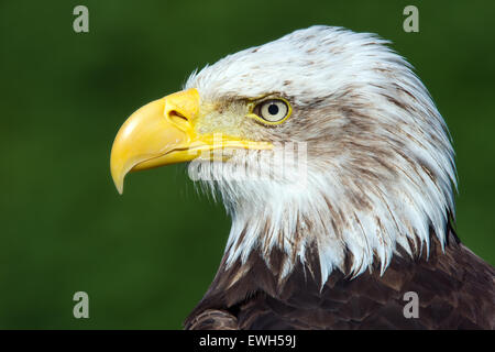 Weißkopf-Seeadler (Haliaeetus Leucocephalus) Stockfoto