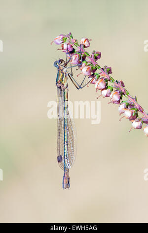Gemeinsamen Blue Damselfly (Enallagma Cyathigerum) Stockfoto