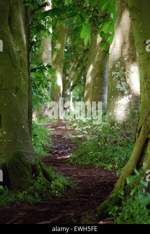 Sonnenlicht, das auf einen schmalen Fußweg scheint, der sich durch hohe Bäume schlängelt Stockfoto