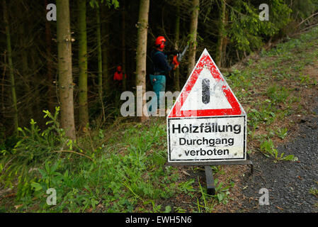 Bad Berleburg, Deutschland, Fjälls Holzfäller im Wald Stockfoto