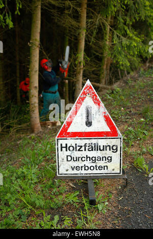 Bad Berleburg, Deutschland, Fjälls Holzfäller im Wald Stockfoto