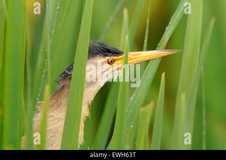 Horizontale Porträt der Zwergdommel Ixobrychus Minutus. Zusammen weiblich unter Vegetation. Stockfoto