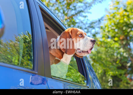 süße Beagle reist in das blaue Auto. Stockfoto