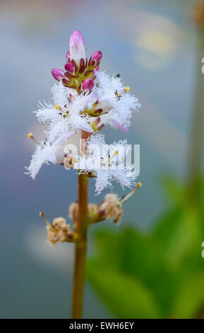 Fieberklee Menyanthes Trifoliata, Wildblumen, Dumfries & Galloway, Schottland Stockfoto