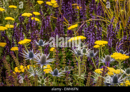 Eryngium, Salvia und Achillea Blumen wachsen im Garten. Stockfoto